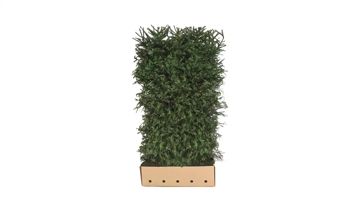 Quickhedge Fijnspar 200 cm - Picea abies • Gras en Groen Winkel